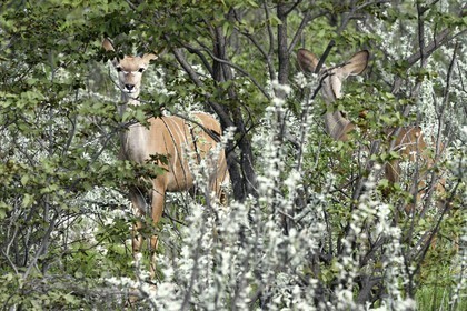 Namibia, Oshikoto region, Etosha National Park, greater kudu (Tragelaphus strepsiceros) female