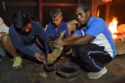Philippines, Ifugao province, Banaue region, village of Cambulo, Ifugao shaman predicting the future in the entrails of a chicken