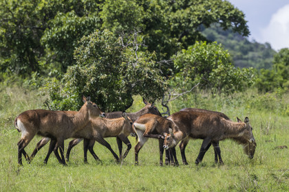 Rwanda, Akagera National Park, Defassa waterbuck (Kobus ellipsiprymnus defassa) female