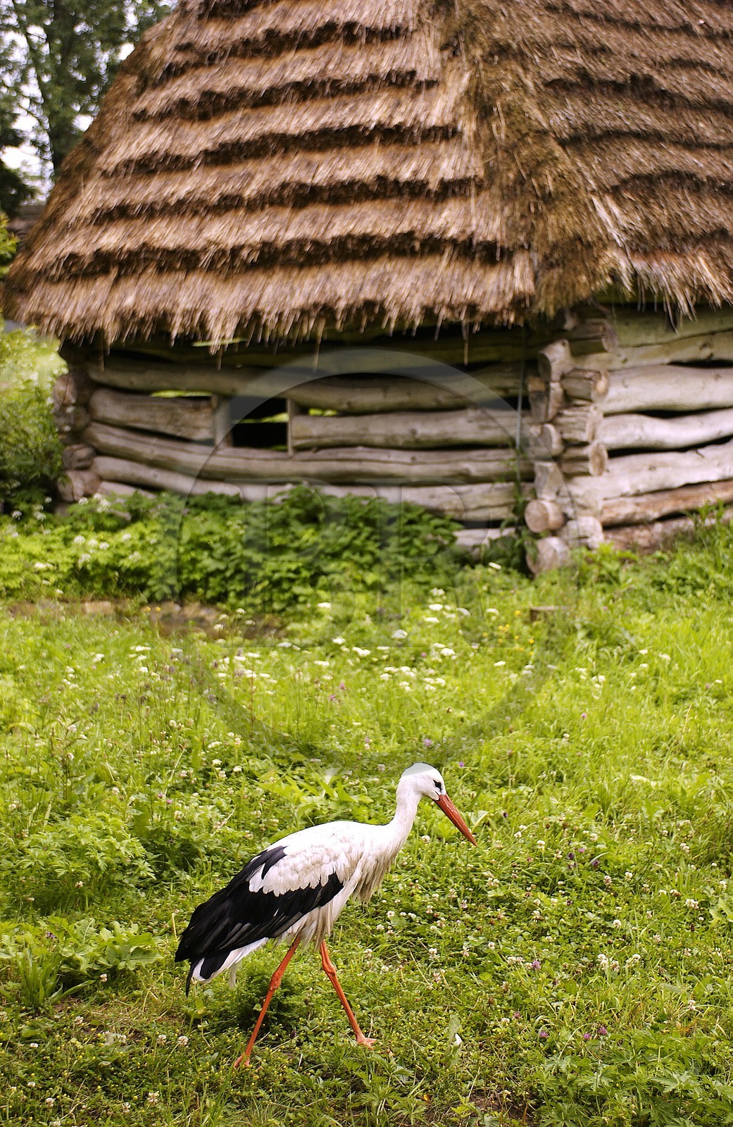 Pologne, Précarpates, parc ethnographique de Sanok (écomusée), cigogne en liberté devant une ferme en bois