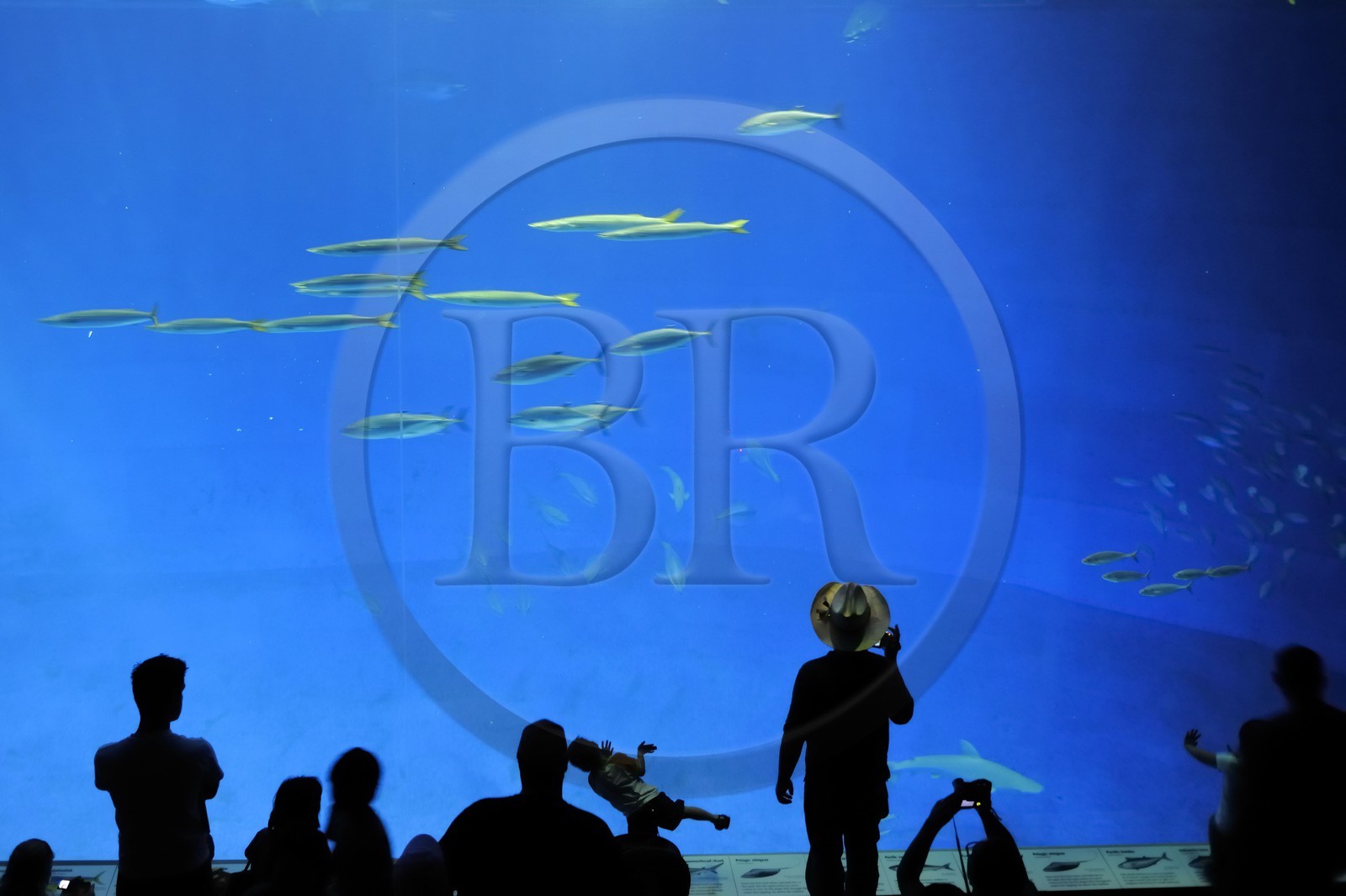 Etats-Unis, Californie, Monterey, le Monterey Bay Aquarium dans Cannery Row