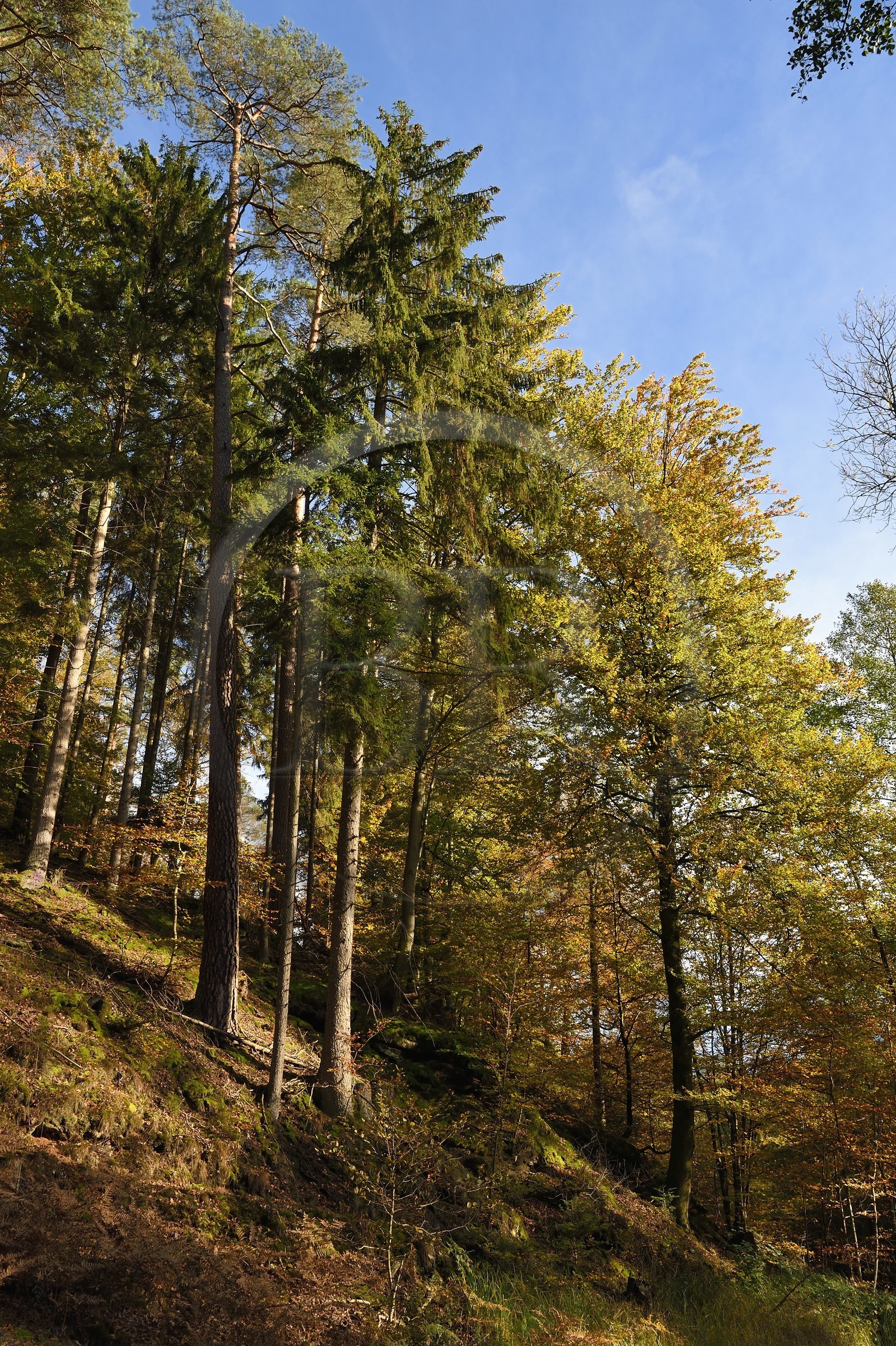 France, Bas-Rhin, Parc regional des Vosges du nord (Northern Vosges Regional Natural Park), La Petite Pierre, beech and fir forest