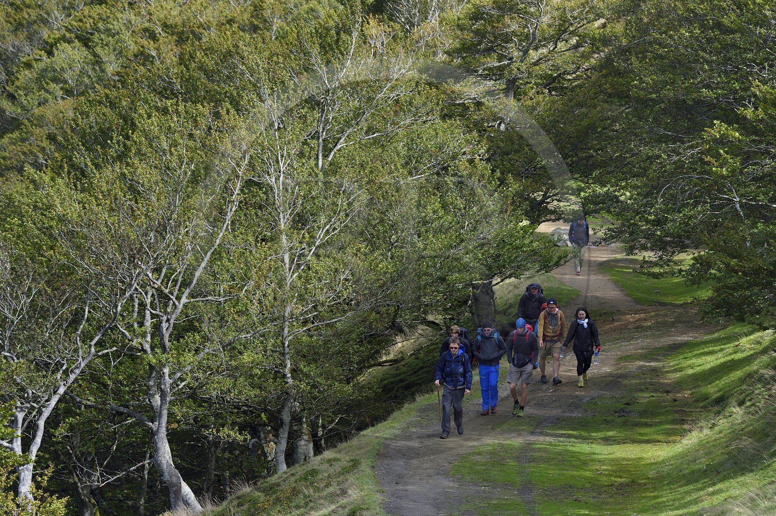 France, Pyrenees Atlantiques, Basque Country, Camino de Santiago (the Way of St. James) on the GR 65 between Saint Jean Pied de Port and Roncesvalles, pilgrims crossing a forest on the slopes of the Leizar Atheka