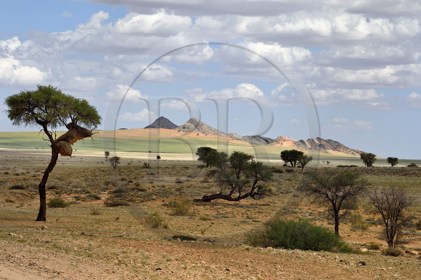 Namibie, région de Khomas, désert du Namib à l'Est du parc national Namib Naukluft