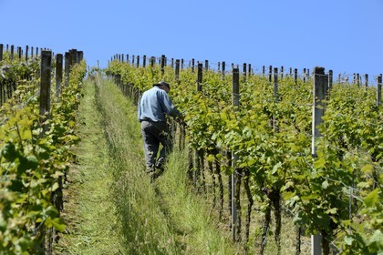 Allemagne, Bade-Wurtemberg, le vignoble à Durbach, entretien des vignes