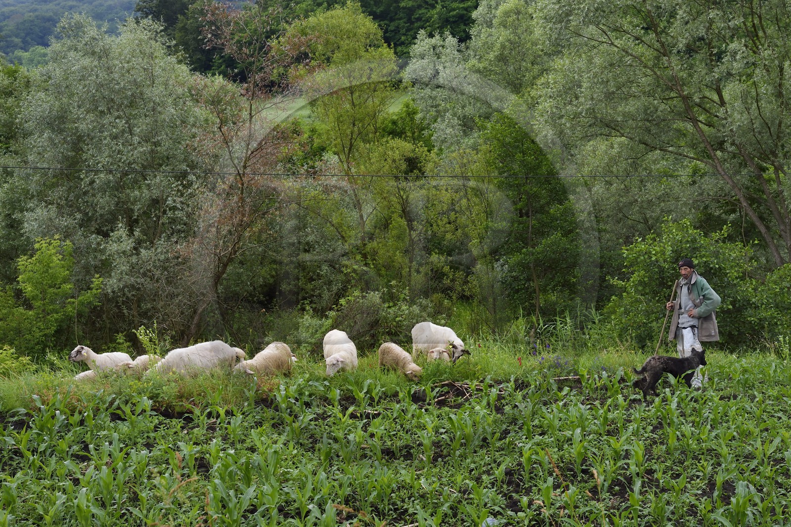 Romania, Transylvania, Valea Viilor (in German Wurmloch), shepherd and his flock of sheep