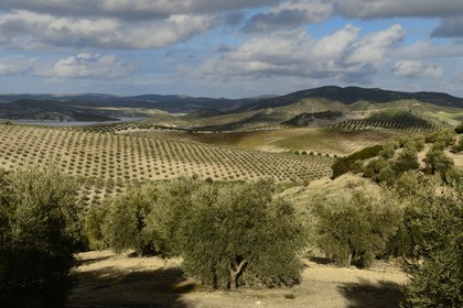 Spain, Andalusia, Jaén Province, olive groves south of Martos between Baena and Alcaudete