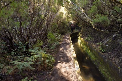 Portugal, Ile de Madère, randonnée dans La forêt de Rabaçal par la levada do Alecrim, un de ces innombrables canaux d'irrigation qui guident l’eau des hauts plateaux jusqu’aux terrasses cultivées du sud