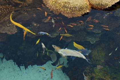 Portugal, Lisbonne, Parque das Nações (Parc des nations) construit pour l'exposition universelle de 1998, Oceanário (Oceanarium), bassin des poissons des mers chaudes