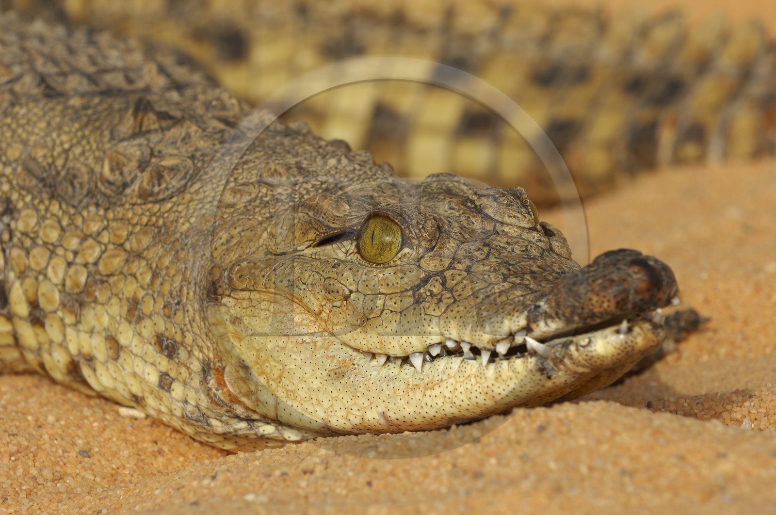 Egypt, Upper Egypt, Lake Nasser, Amada Temples site, young Nile crocodile
