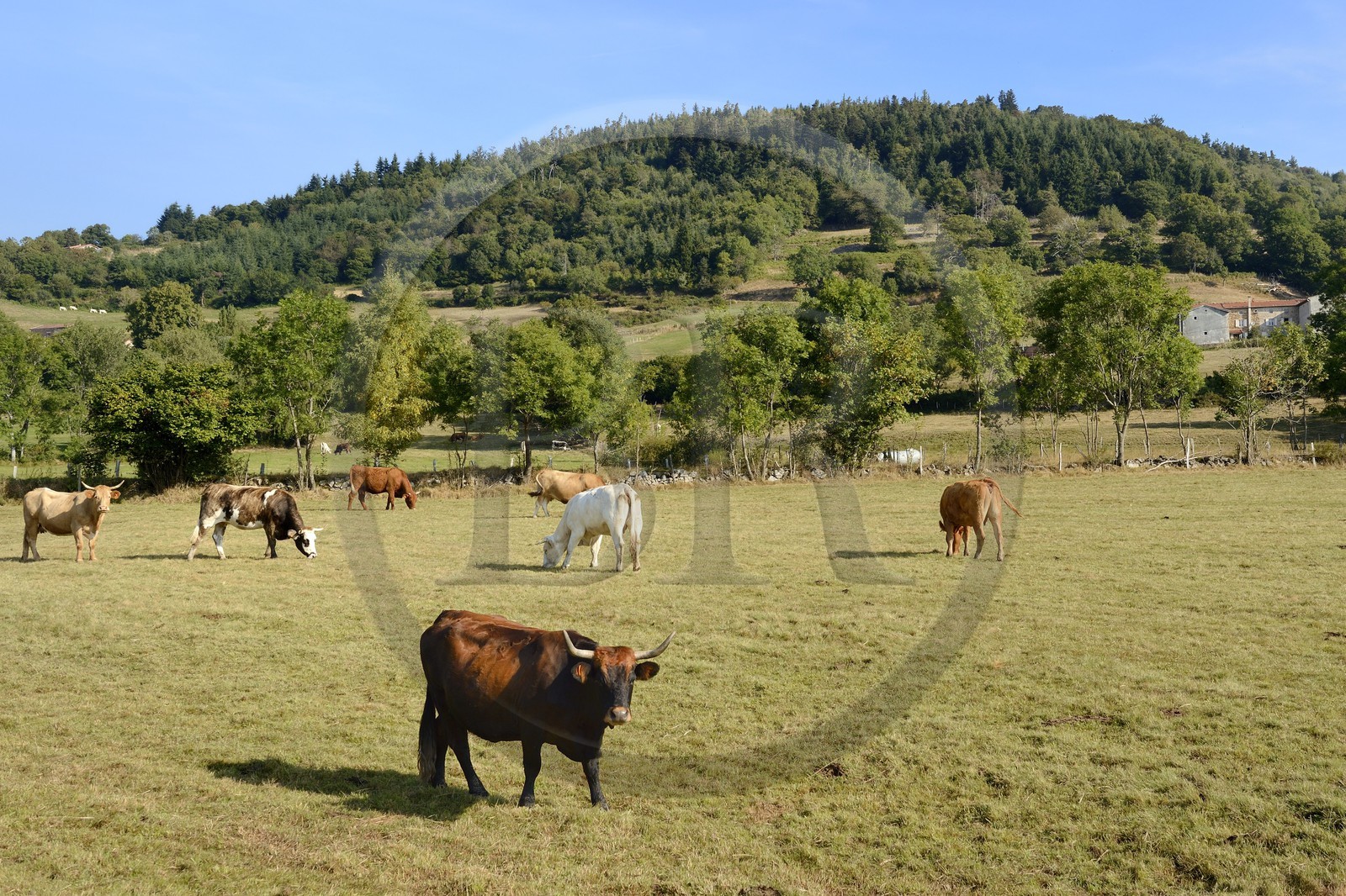 France, Loire (42), Parc Naturel Régional du Pilat, troupeau de vaches sur la route de Colombier