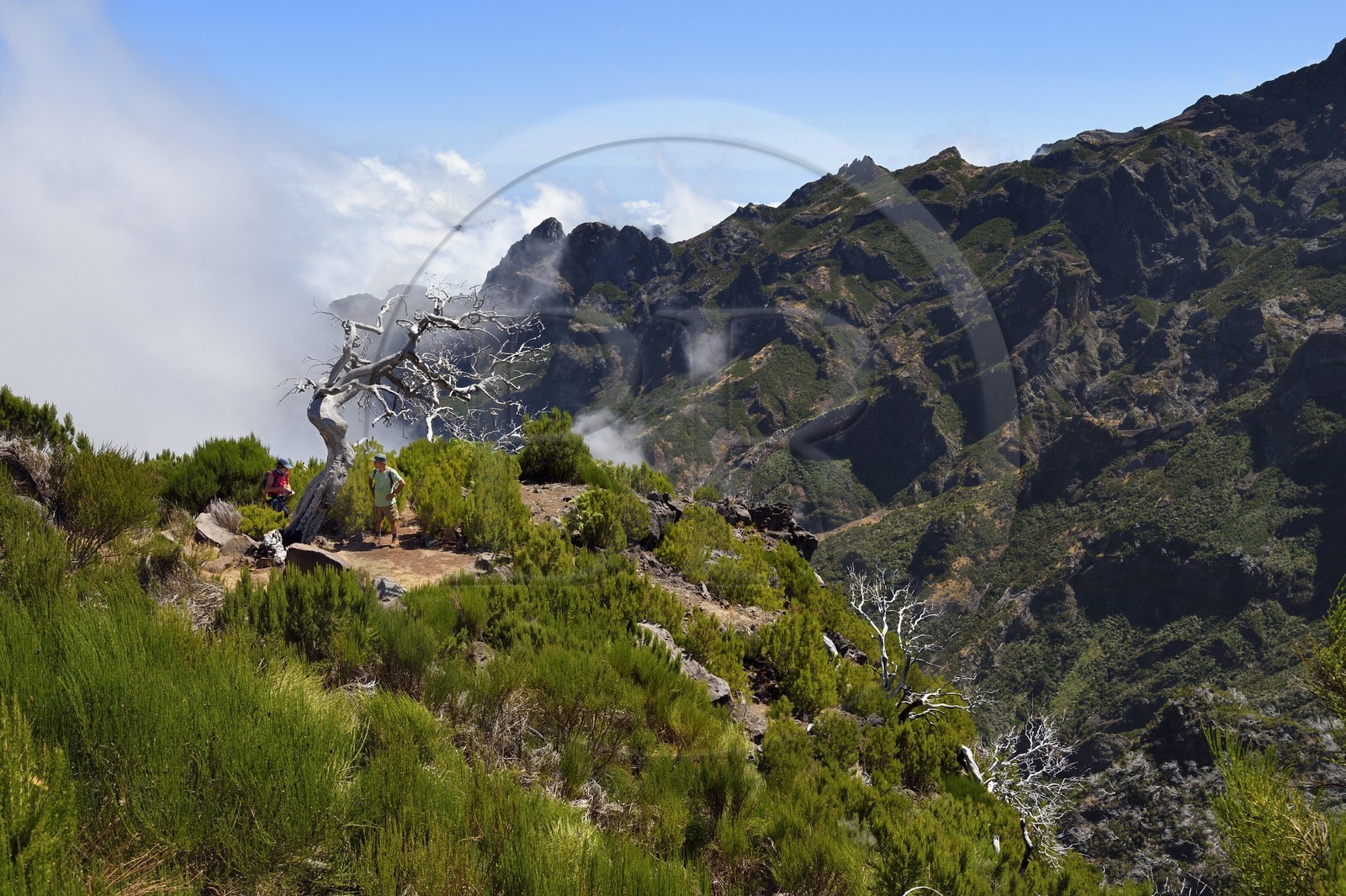 Portugal, Ile de Madère, randonnée sur le Vereda do Areeiro entre les monts Pico Ruivo (1862m) et Pico Arieiro (1817m), le Pico das Torres en arrière plan