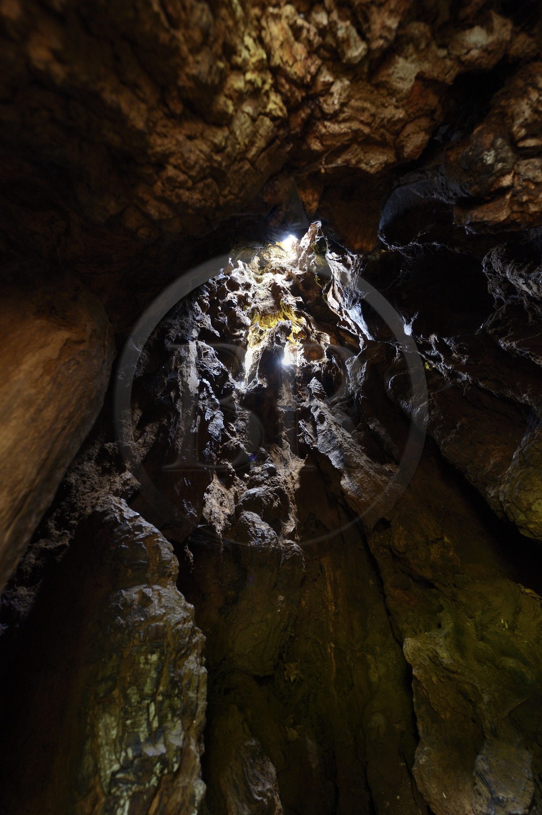 France, Morbihan (56), forêt de Brocéliande, le Chêne à Guillotin aussi appelé chêne Eon est chêne creux de plus de 1000 ans, l'intérieur de l'arbre