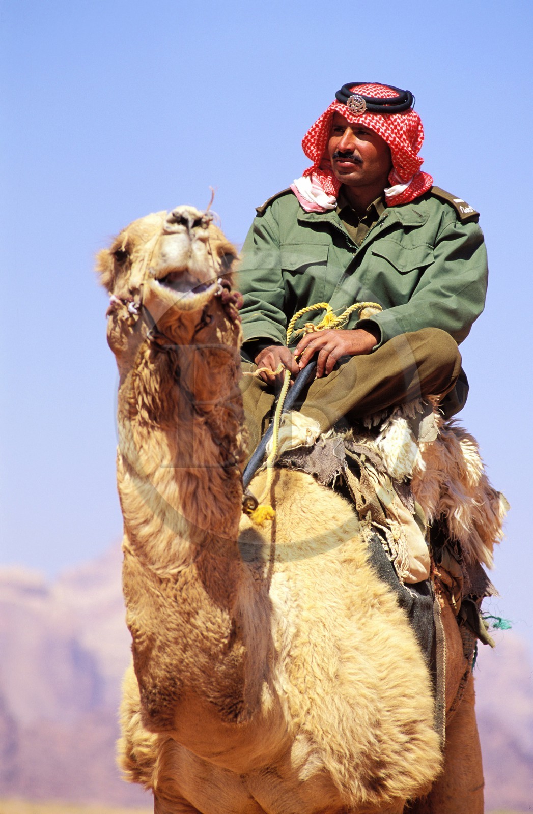 Jordanie, le Wadi Rum, patrouille du ìCamel Corp ou police du désert sur leurs dromadaires