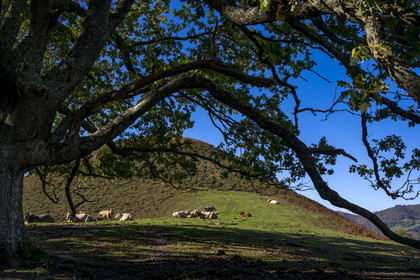 France, Pyrénées-Atlantiques (64), Pays-Basque, vallée des Aldudes, vaches sur la colline d'Elizamendi au dessus du village d'Urepel