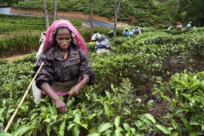 Sri Lanka, Province d'Uva, Bandarawela, femme tamoul travaillant à la cueillette des feuilles dans une plantation de thé
