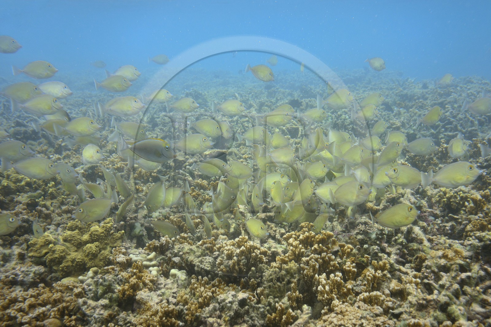 France, Ile de la Reunion, Côte Ouest, Saint-Gilles-Les-Bains (commune de Saint-Paul), le récif corallien du lagon de l'Ermitage et de La Saline-Les-Bains (vue sous-marine)