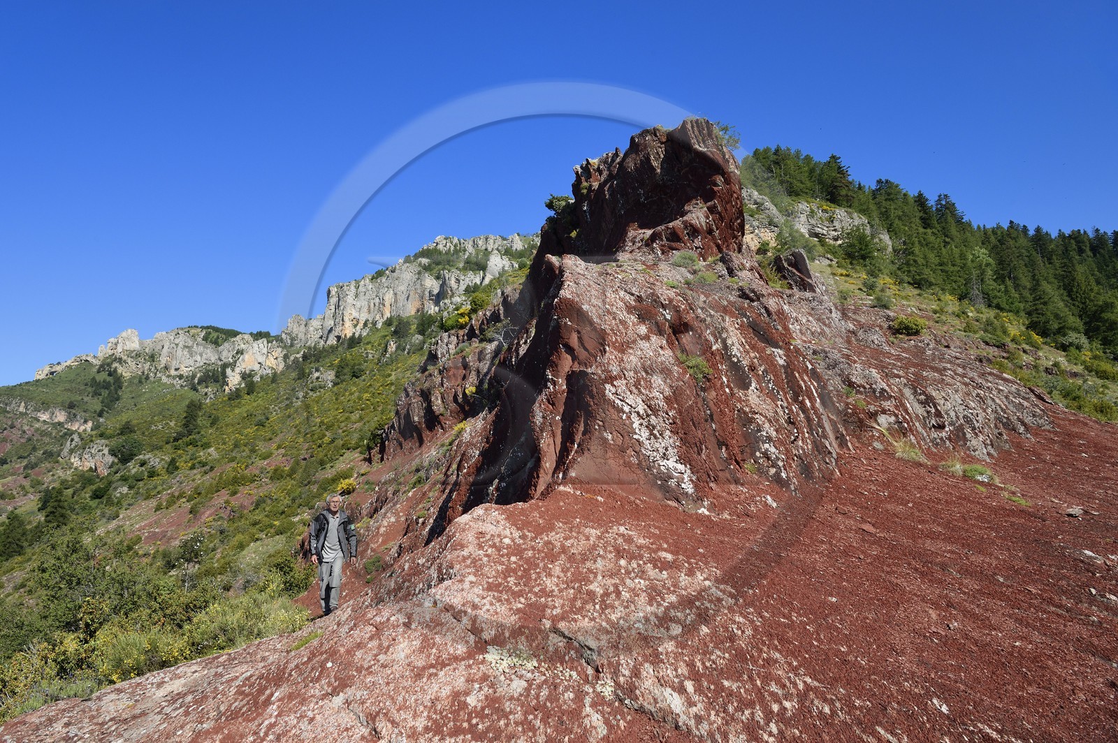France, Alpes-Maritimes (06), Massif du Mercantour, site natura 2000, L'Ilion, sur les hauteurs des Gorges du Cians aux sols de pélite rouge