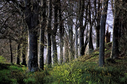 France, Finistere, Pont Aven village, the Bois d'Amour (Love wood) which inspired Gauguin