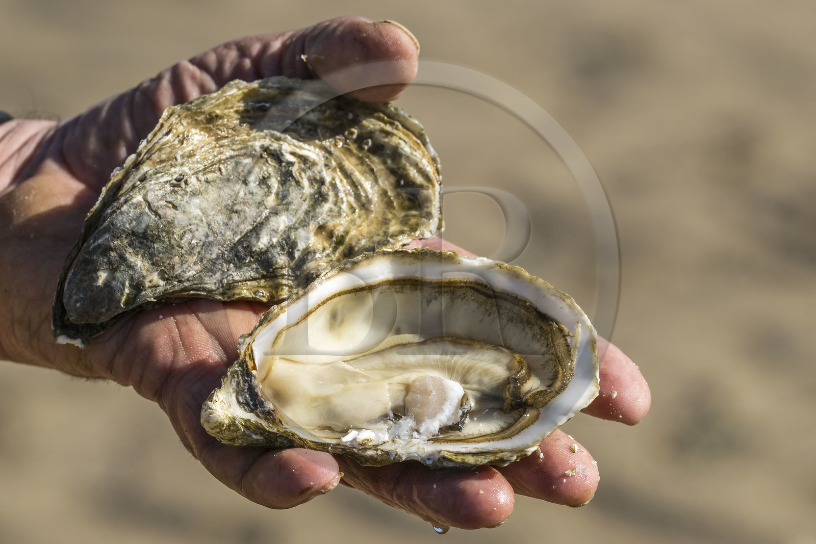 France, Vendée (85), Talmont-Saint-Hilaire, port du village d'ostréiculteurs de la Guittière dans l'estuaire du Payré, huitre fraichement ouverte