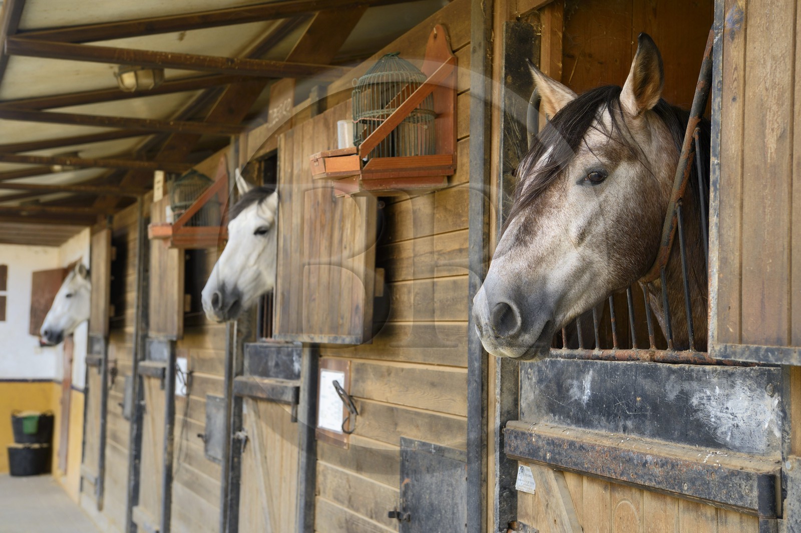 Spain, Andalusia, Seville Province, Utrera, the Ayala stud farm (Yeguada Ayala), Andalusian horse also known as the Pure Spanish Horse or PRE (Pura Raza Espanola)