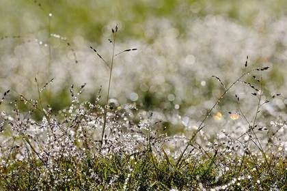 France, île de la Réunion, la rosée du matin