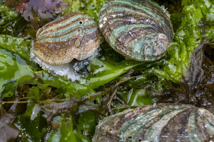 France, Finistère (29), Pays des Abers, estuaire de l'Aber Wrac'h, ormeau (haliotis tuberculata) issu d'un élevage en pleine mer nourri aux algues par France Haliotis