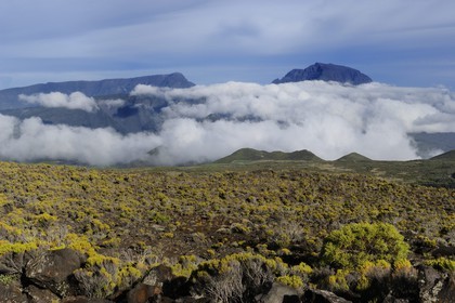 France, île de la Réunion, Piton de la Fournaise, classé Patrimoine Mondial de l'UNESCO, végétation rases des pentes du volcan