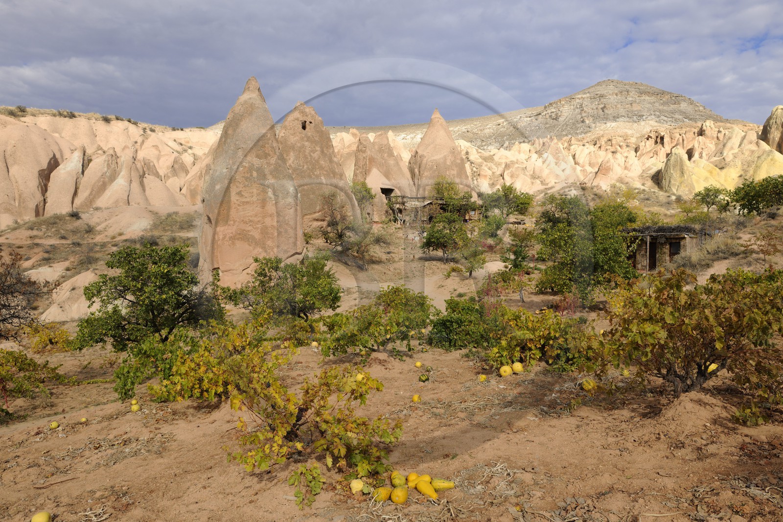 Turquie, Anatolie Centrale, province de Nevsehir, Cappadoce classée Patrimoine Mondial de l'UNESCO, vallon de Kizil Çukur (vallée Rouge) et vignes sur le versant occidental du massif de l'Ak Tepe vers Çavusin