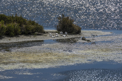 France, Vendee, Noirmoutier island, La Guérinière, pied avocet (Recurvirostra avosetta) in the marsh below the dyke between the Port de Bonhomme and the Passage du Gois