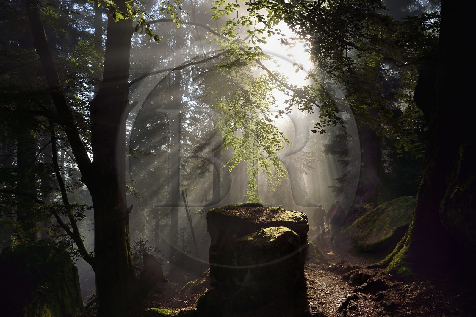 France, Bas-Rhin (67), Mont Saint-Odile, randonnée le long du Mur Païen, vestige d'un mur d'enceinte probablement de l'époque mérovingienne d'une longueur totale de onze kilomètres, lever de soleil dans la brume du petit matin