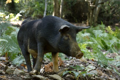 France, Haute Corse, Castagniccia, pigs in the wild