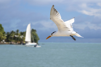 France, Guyane, Kourou, Iles du Salut, Ile Royale, sterne royale (Thalasseus maximus)