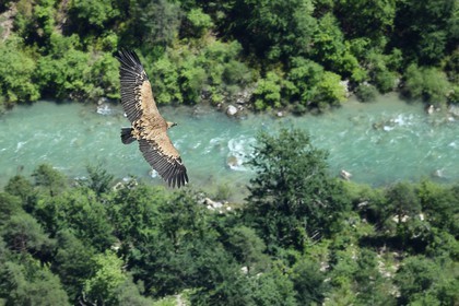 France, Alpes-de-Haute-Provence (04), Parc Naturel Régional du Verdon, Grand Canyon du Verdon, La-Palud-Sur-Verdon, point de vue de la Dent d’Aire, Vautour fauve (Gyps fulvus) en vol