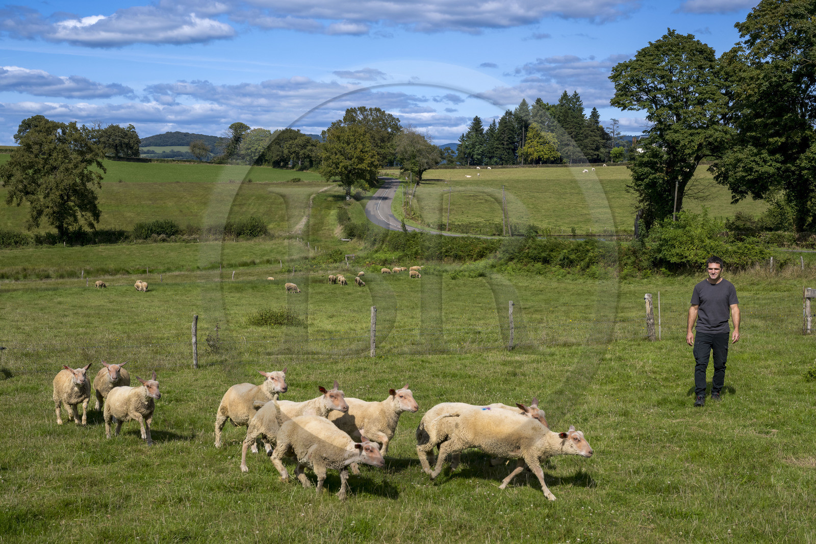 France, Nièvre (58), Parc naturel régional du Morvan, Millay, Ferme Les Prairies Gourmandes, l'agriculteur et éleveur Emmanuel Dumas avec ses moutons charollais