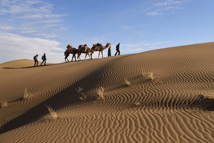 Iran, Province d'Ispahan, désert du Dasht-e Kavir, Mesr dans la région de Khur et Biabanak, caravane de dromadaires dans les dunes du lieu dit de Kuh e-Sefid lors d'une randonnée chamelière