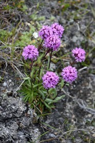 Groenland, région du centre ouest, Sisimiut (autrefois Holsteinsborg), Lychnis des Alpes (Lychnis alpina)
