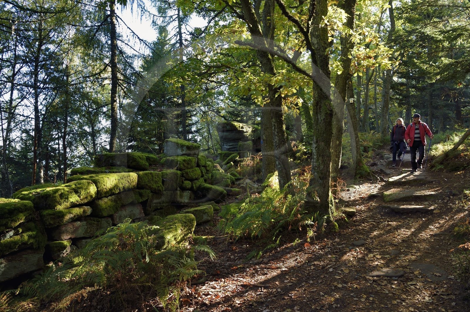 France, Bas Rhin, Mont Saint Odile, hike along the Pagan Wall, vestige of a wall probably from the Merovingian period with a total length of eleven kilometers
