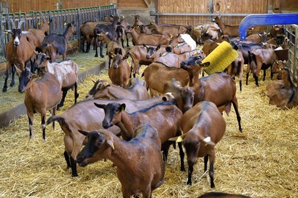 France, Bas Rhin, Northern Vosges Regional Natural Park, Obersteinbach, the goat farm at La Ferme du Steinbach, automatic brushing of goats