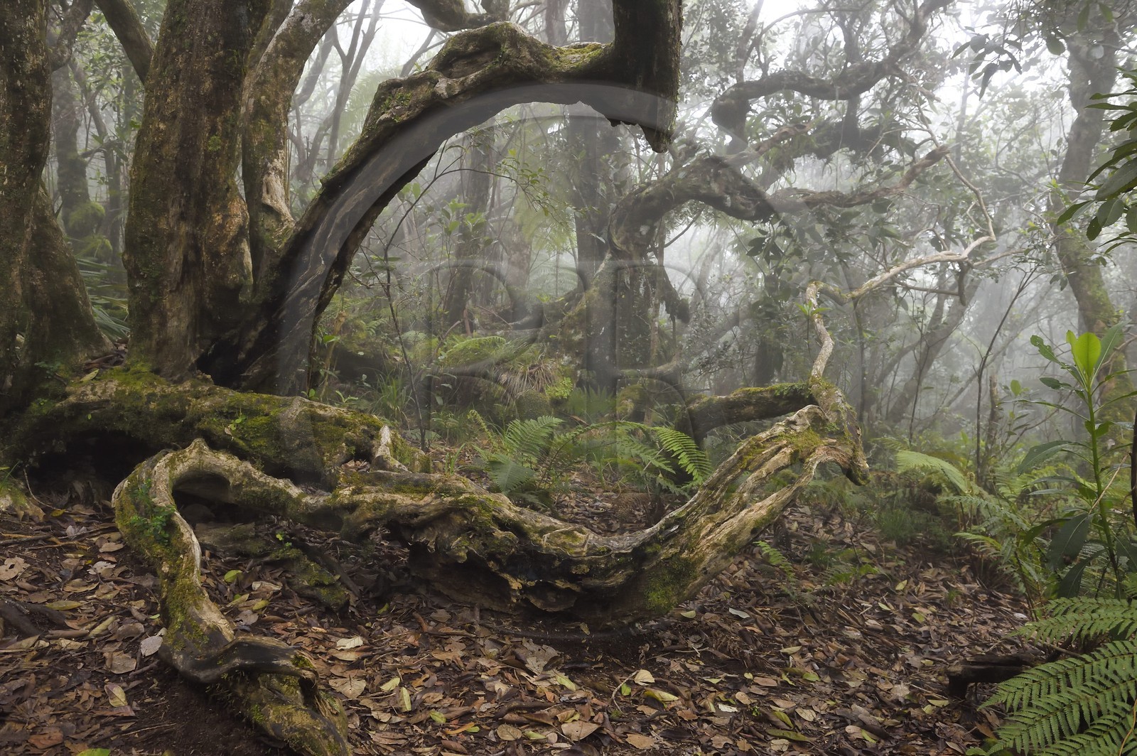 France, Ile de la Reunion, Le Tampon, forêt de Notre-Dame de la Paix en bordure de la Riviere des Remparts sur les pentes du volcan du Piton de la Fournaise