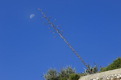 France, Bouches-du-Rhône (13), Marseille, Parc National des Calanques, Archipel des Iles du Frioul, Ile Ratonneau, agave et lune