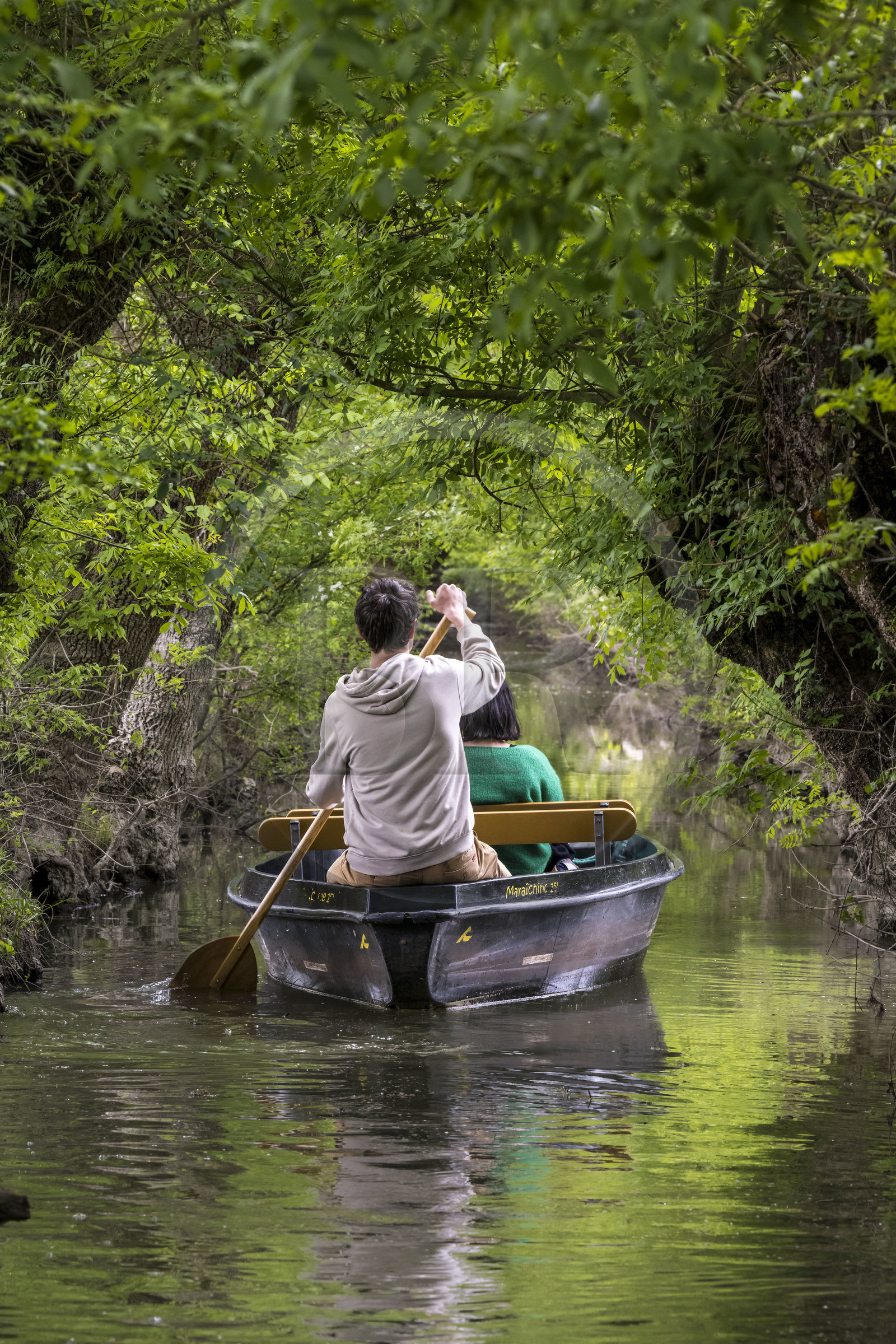 France, Vendée (85), Parc Interrégional du Marais Poitevin labellisé Grand Site de France, Maillezais, batelier effectuant une promenade en barque dans les conches sur les affluents de l'Autise