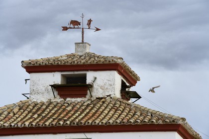 Espagne, Andalousie, province de Séville, Utrera, domaine El Toruno, élevage de taureaux de combat