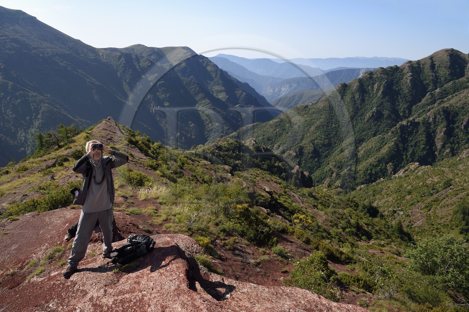 France, Alpes-Maritimes (06), Massif du Mercantour, site natura 2000, L'Ilion, sur les hauteurs des Gorges du Cians aux sols de pélite rouge