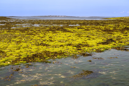 France, Finistère (29), Mer d'Iroise, archipel de Molène, Ile de Quéménès, algues sur l'estran à marée basse