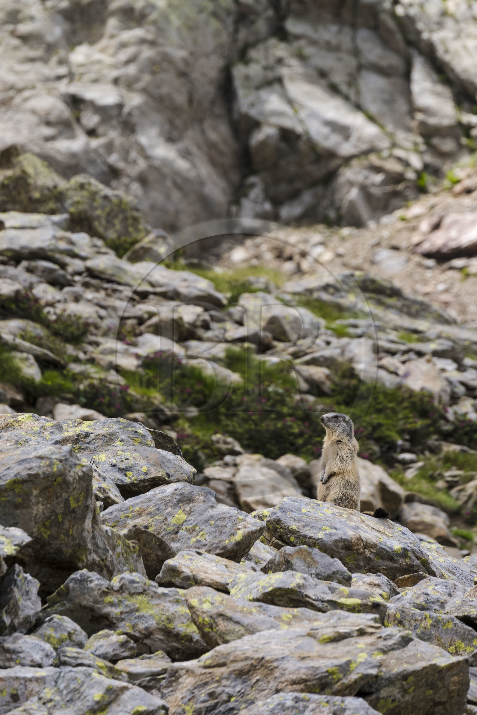 France, Alpes-Maritimes, Parc National du Mercantour (Mercantour national park), Haute Vesubie, Saint Martin Vesubie, Val du Haut Boréon, Alpine marmot (Marmota marmota) towards the Trecolpas lake