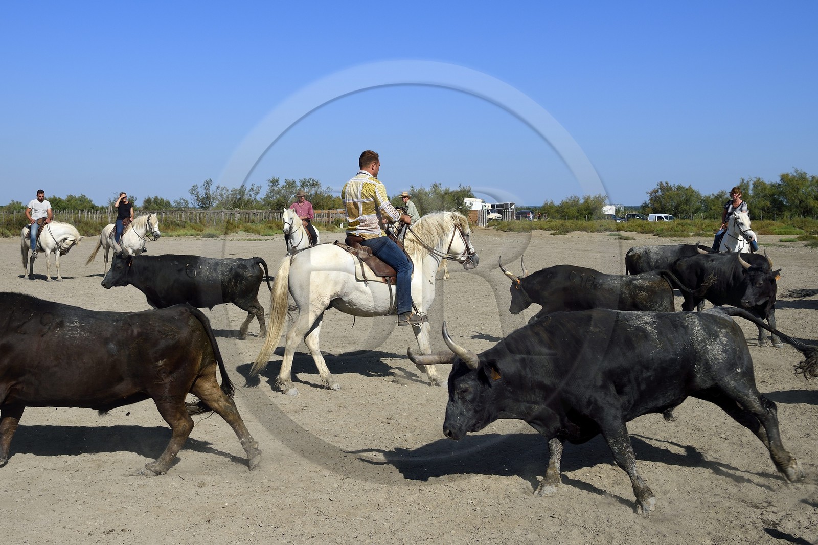 France, Bouches-du-Rhône (13), Parc naturel régional de Camargue, manade Jacques Mailhan, taureau camarguais appellé Raço di Biou, les gardians trient les taureaux