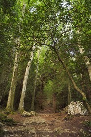 France, Var, Plan d'Aups Sainte Baume, Sainte-Baume Regional Nature Park, Massif de la Sainte-Baume relic forest protected for several centuries and classified as a national biological reserve, the path of Giniez goes through the original forest