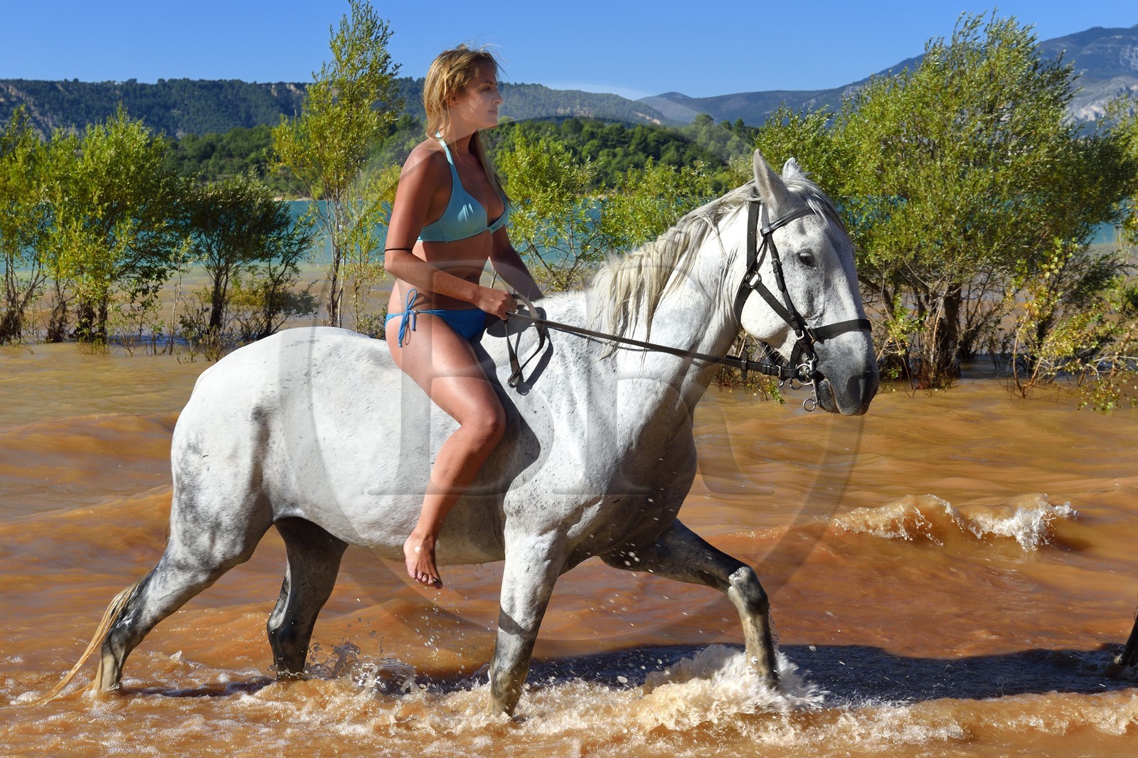 France, Var (83), Parc Naturel Régional du Verdon, lac de Sainte Croix, randonnée équestre avec Verdon Equitation