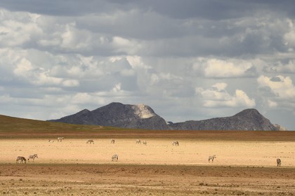 Namibie, région de Khomas, désert du Namib en bordure du Gamsberg Nature Reserve à l'ouest et du parc national Namib Naukluft à l'Est, zèbres de Hartmann (Equus zebra hartmannae) sous-espèce du zèbre de Montagne